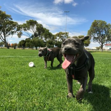 The Best St Pete Parks for Families, Dogs, and Quiet Mornings The Best St Pete Parks for Families, Dogs, and Quiet Mornings
