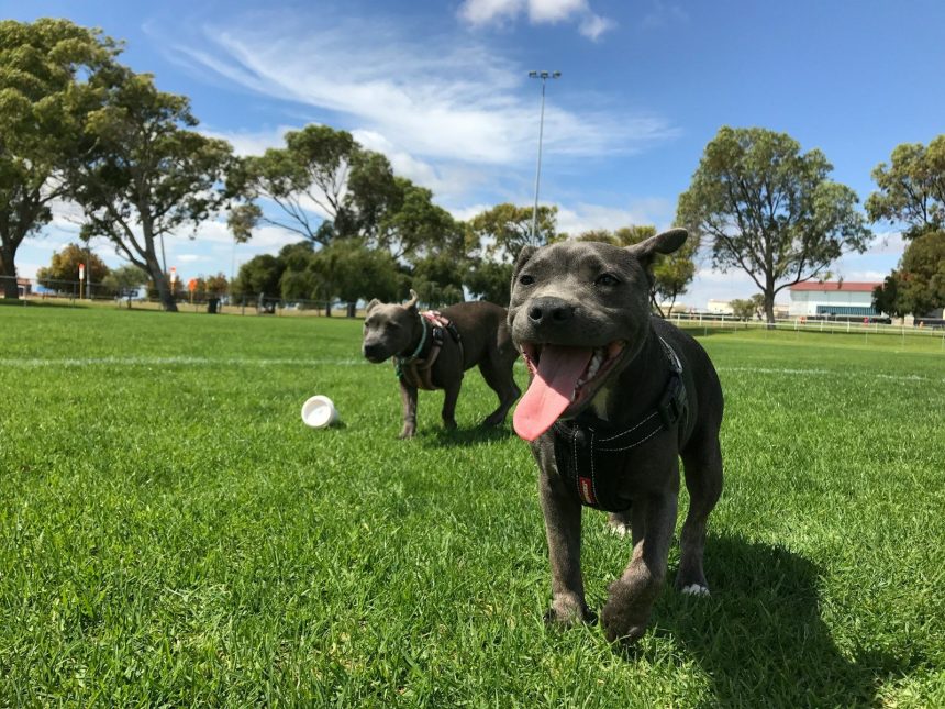The Best St Pete Parks for Families, Dogs, and Quiet Mornings The Best St Pete Parks for Families, Dogs, and Quiet Mornings